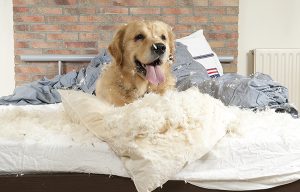 Pets. Furniture. Can We Live With Both? - The Sofa Bed Blog by Sleepers ...